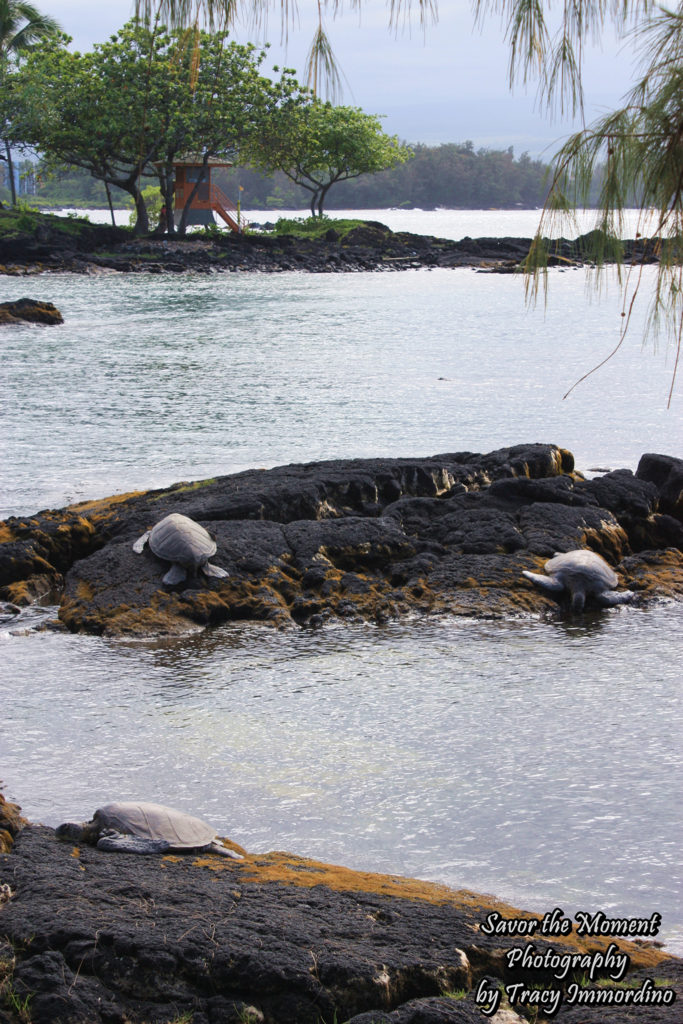 Turtles at Richardson's Beach