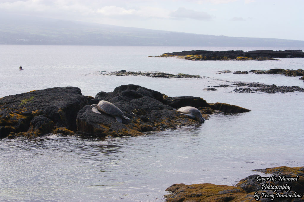 Turtles and Snorkeling