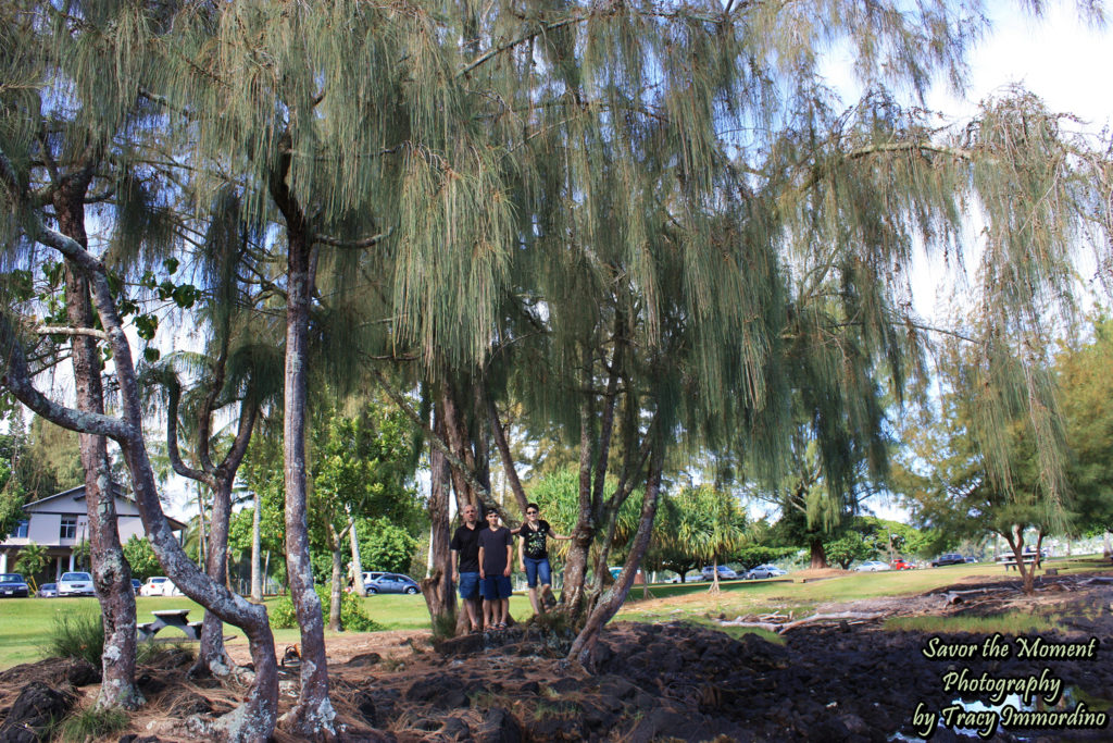 Weeping Pine Tree in Hilo, Hawaii