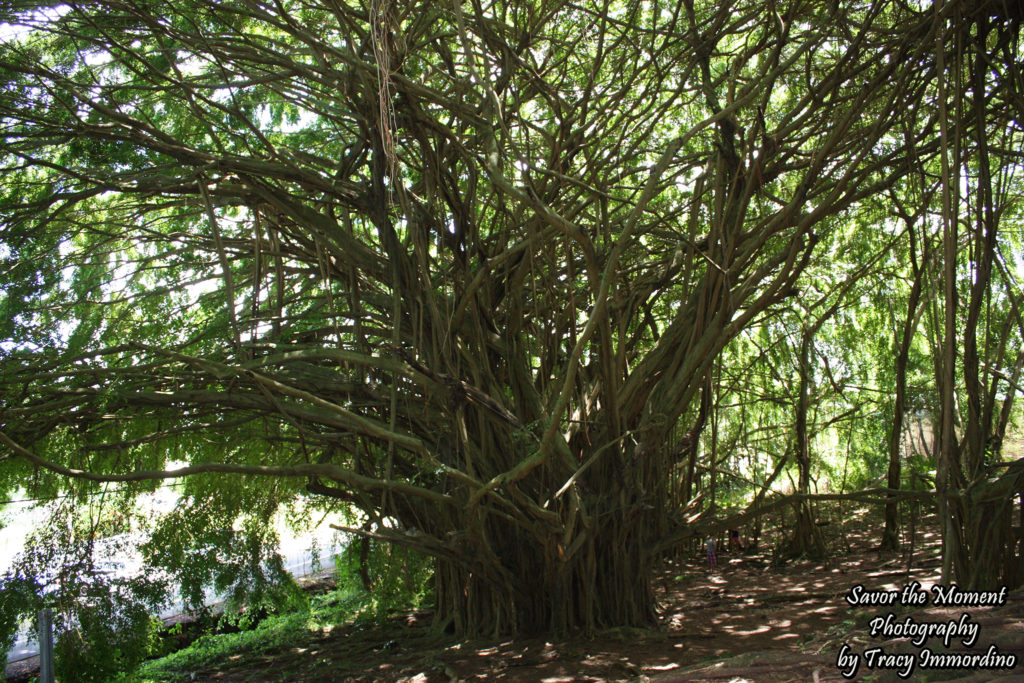 Large Banyan Tree in Wailuku River State Park