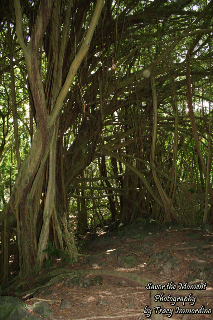 Tree Tunnel at Wailuku River State Park