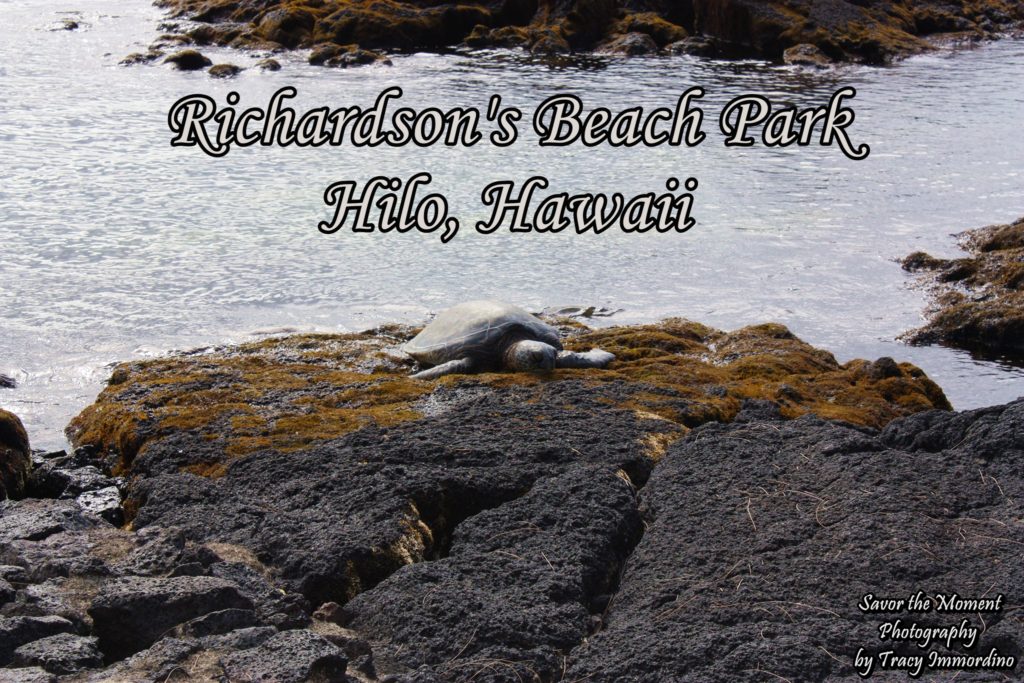 Turtles resting onshore at Richardson's Beach Park in Hilo, Hawaii