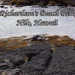 Turtles resting onshore at Richardson's Beach Park in Hilo, Hawaii