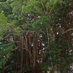 Banyan Trees in Liliuokalani Park, Hilo
