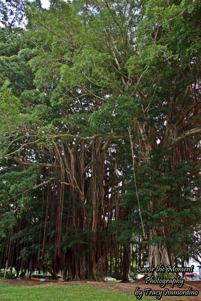 Banyan Trees in Liliuokalani Park, Hilo