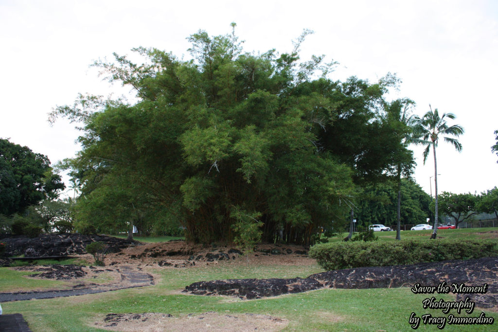 Beautiful Bamboo trees in Liliuokalani Park, Hilo, Hawaii