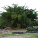Beautiful Bamboo trees in Liliuokalani Park, Hilo, Hawaii