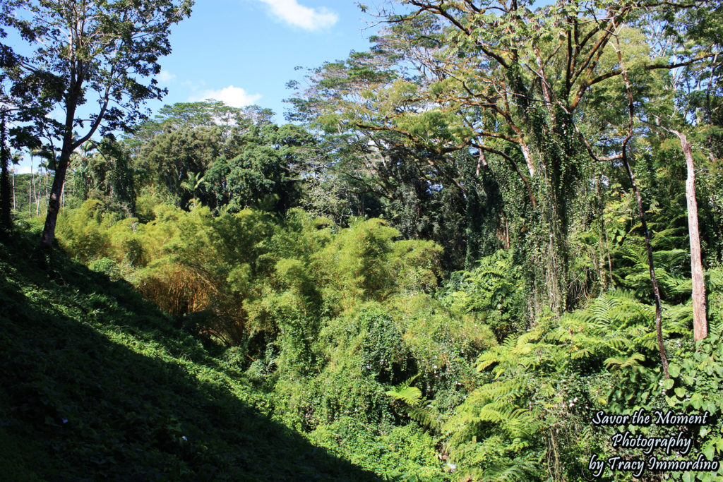 Rainforest at Akaka Falls State Park