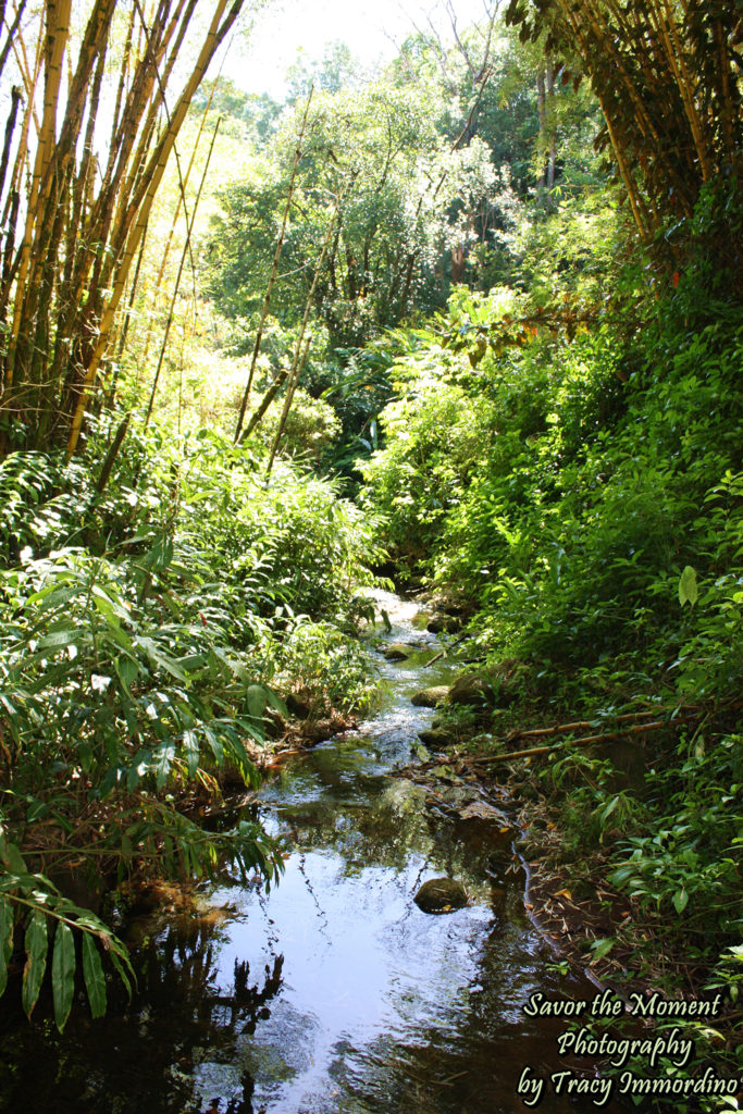 A stream at Akaka Falls State Park