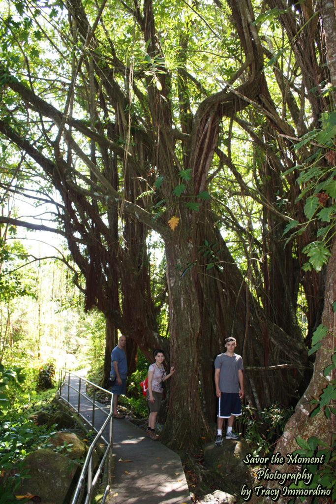 Akaka Falls Loop Trail