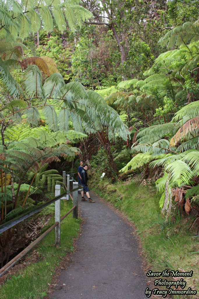 The Path Leading to Thurston Lava Tube