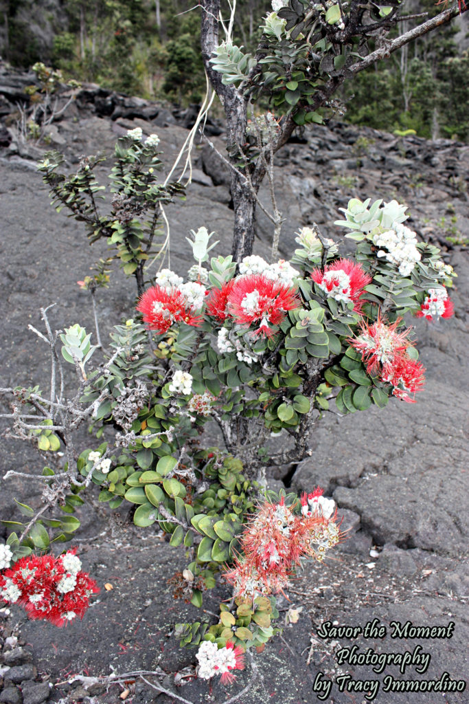 A Blooming Ohi'a Tree