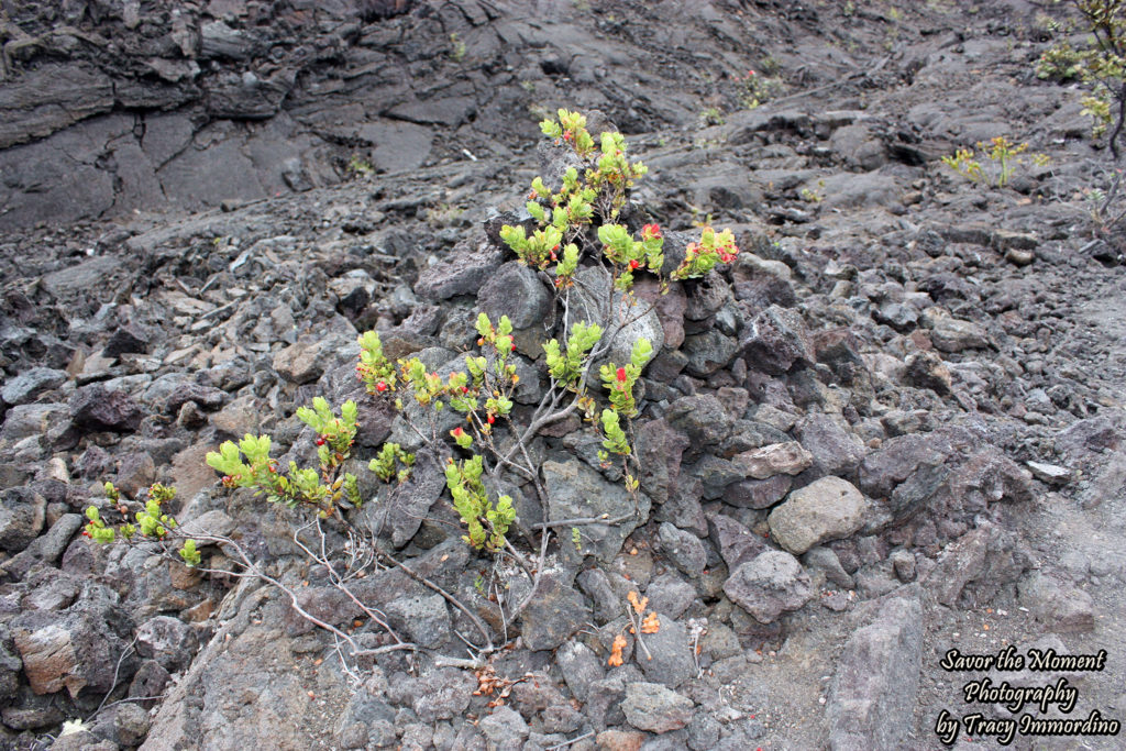 Ohi'a Tree