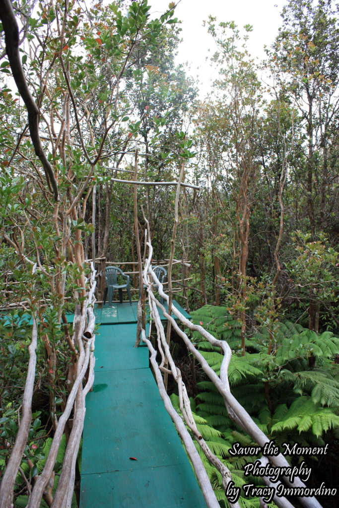 Walkway and Patio in the Canopy