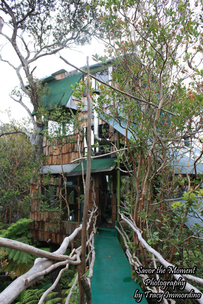 A View of the Treehouse