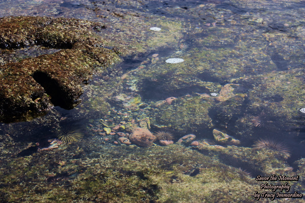 Life in a Tide Pool