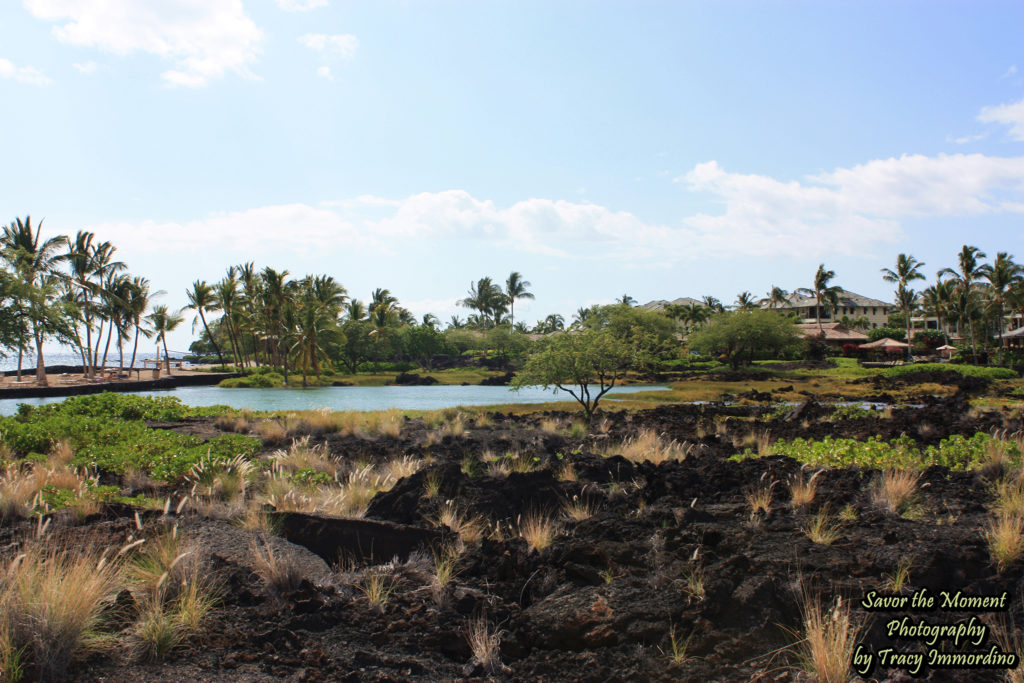 Waikoloa Beach Marriott Resort Grounds