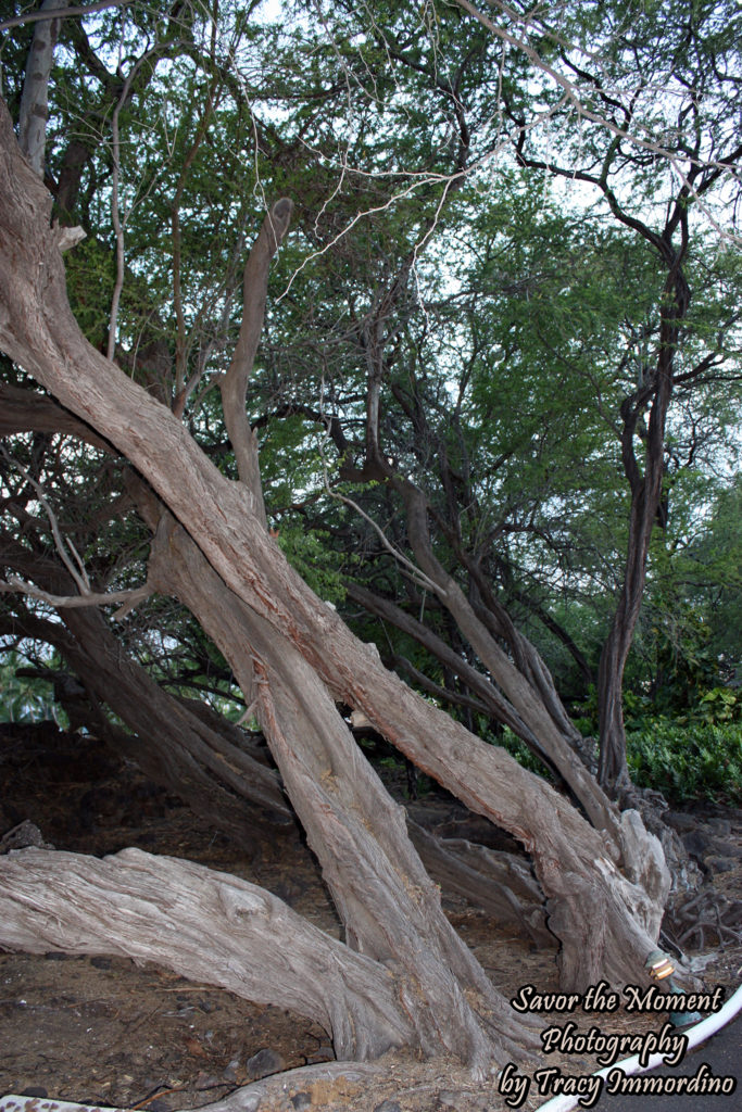 Twisted Trees in Waikoloa Village, Hawaii