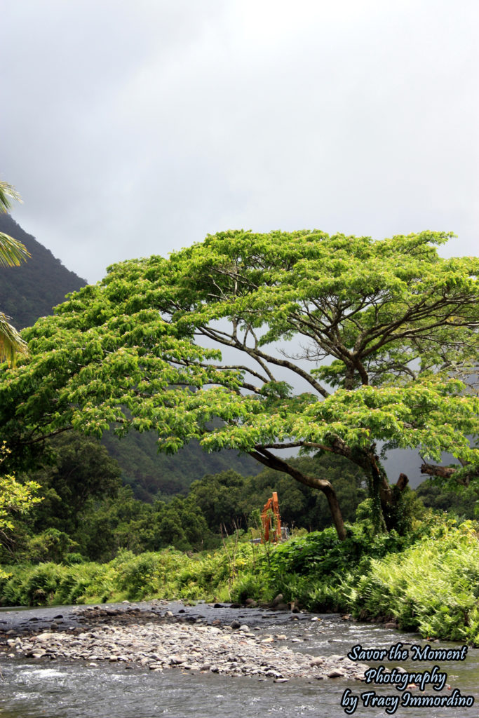 Crossing the stream in Waipio Valley