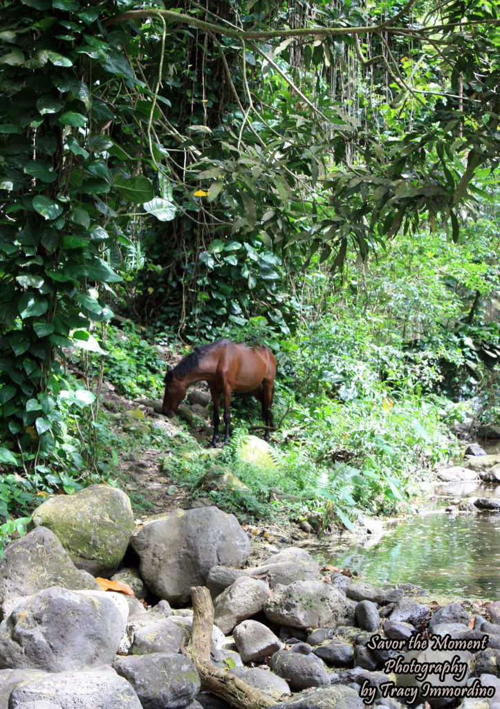 Wild and Free Horse in Waipio Valley