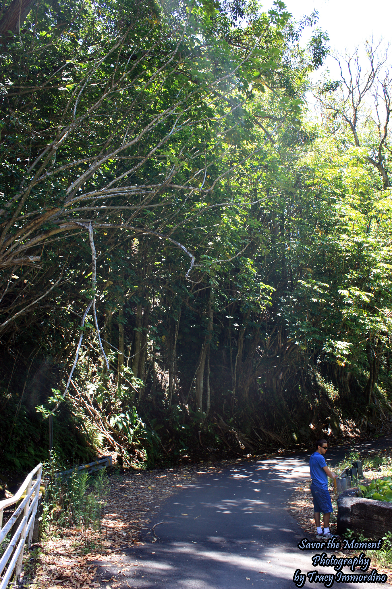Hamakua Coast Scenic Drive - Savor the Moment Photography