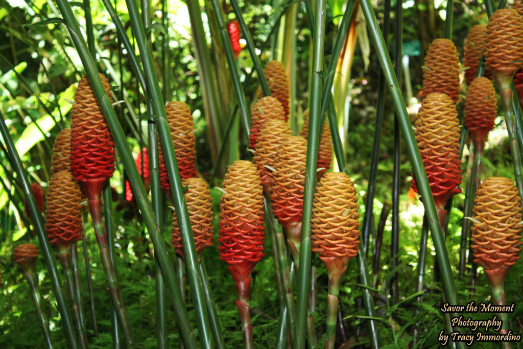 Ginger Plants at Hawaii Tropical Botanical Garden