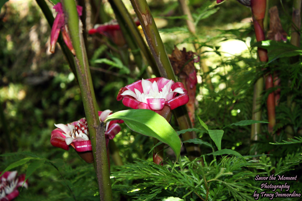 Malay Rose at the Hawaii Tropical Botanical Garden