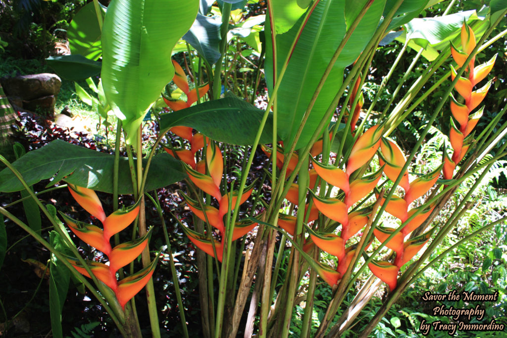 Heliconia at the Hawaii Tropical Botanical Garden