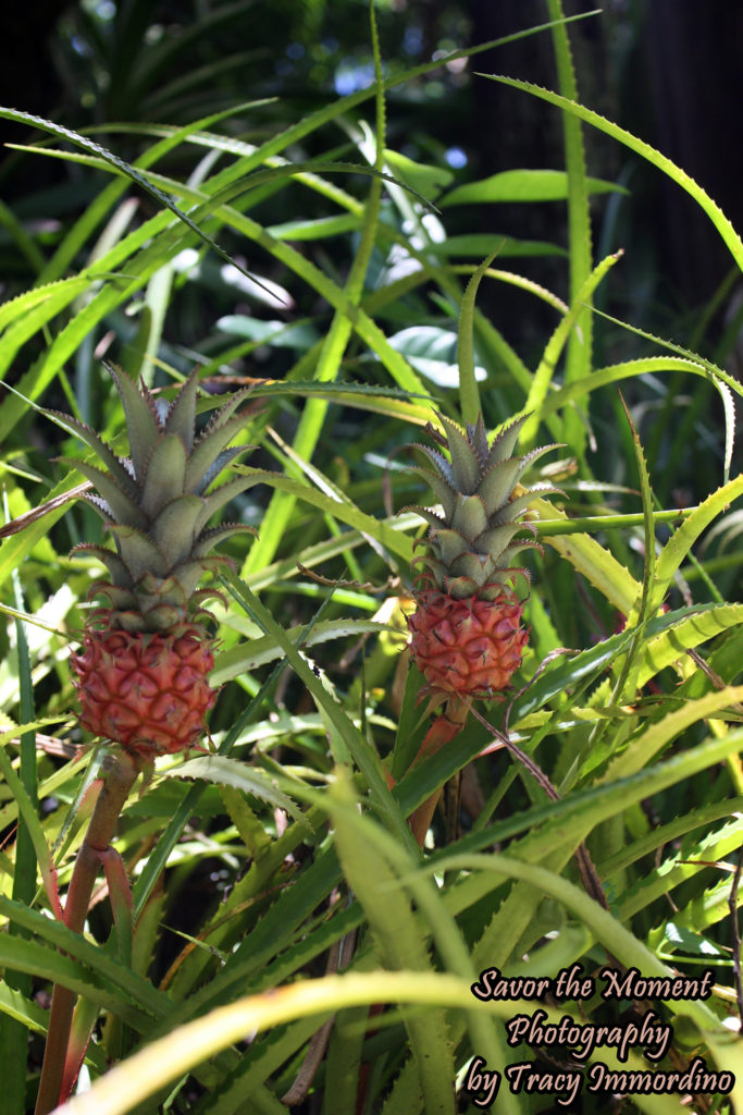 Pineapples at the Hawaii Tropical Botanical Garden
