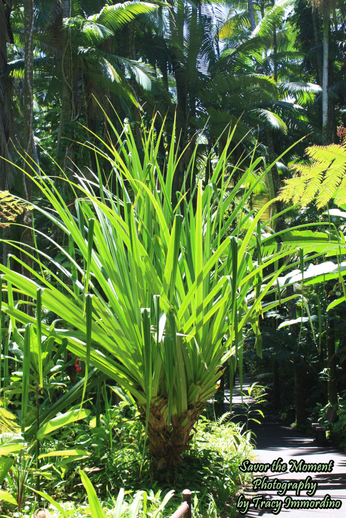 The Rainforest at the Hawaii Tropical Botanical Garden