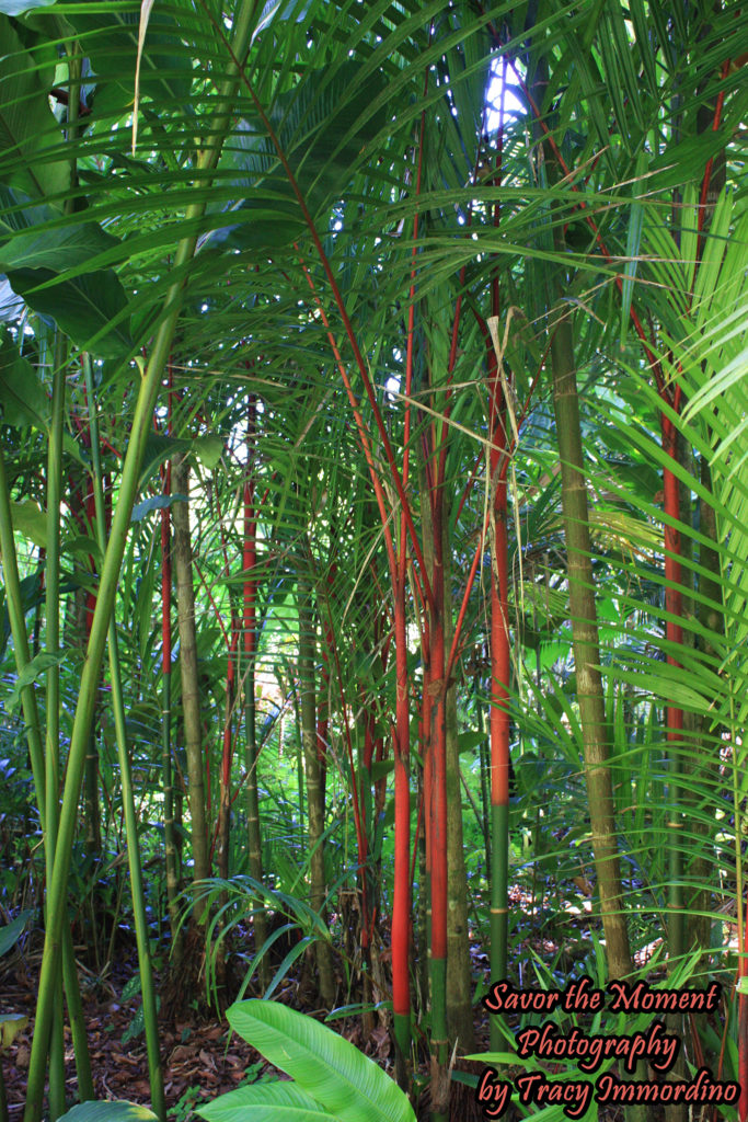 Bamboo Trees in Hawaii Tropical Botanical Garden