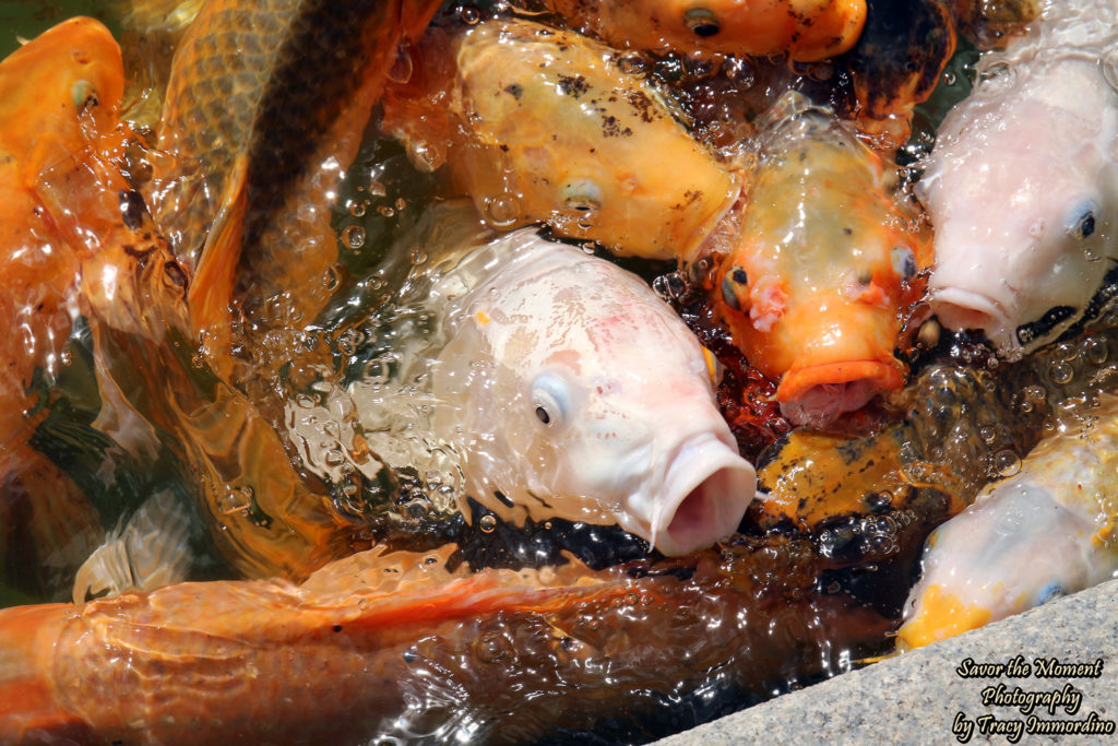 Koi fish