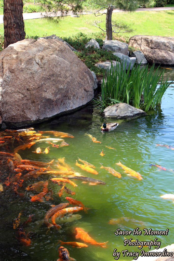 Koi Pond at Ro Ho En