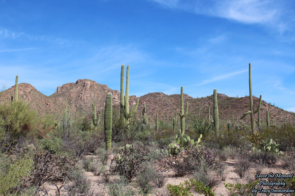 Desert Discovery Nature Trail