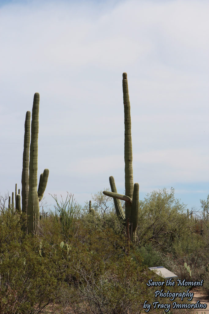 Saguaro National Park - West