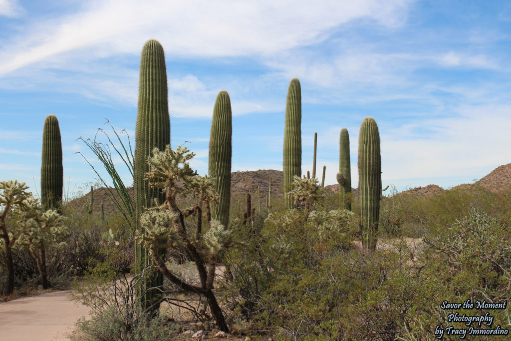 Cactus Garden Trail