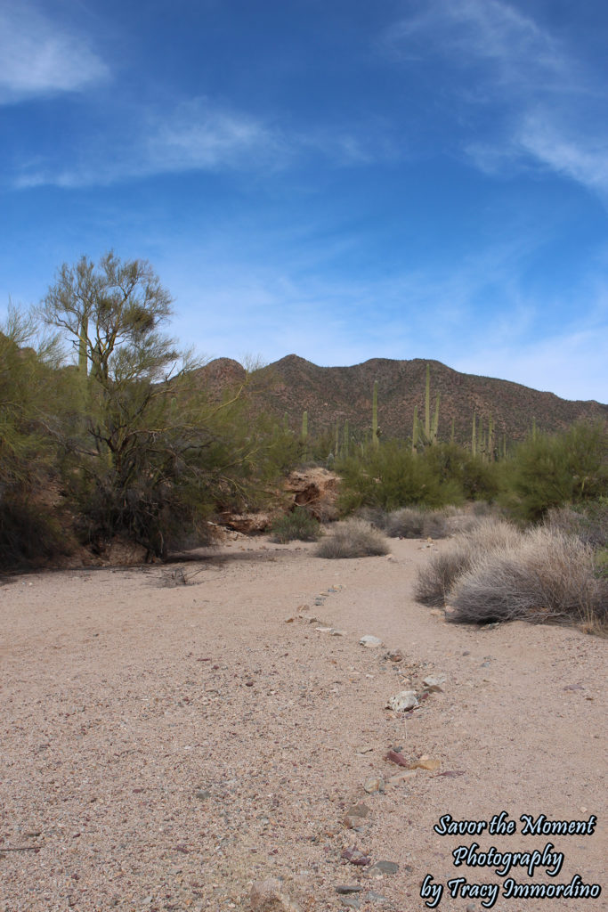 Javelina Wash Trail