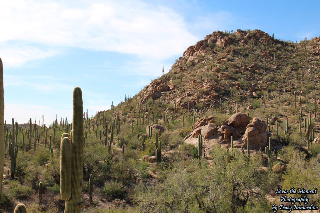 Picnic Area in Saguaro National Park