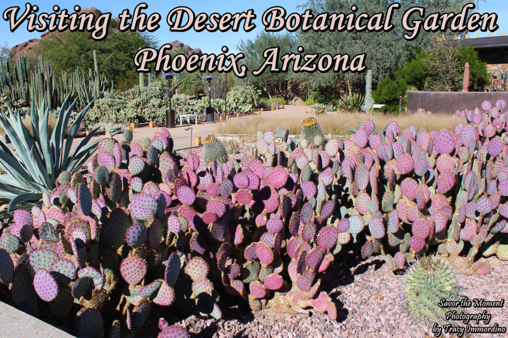 Visiting the Desert Botanical Garden