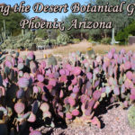 Visiting the Desert Botanical Garden