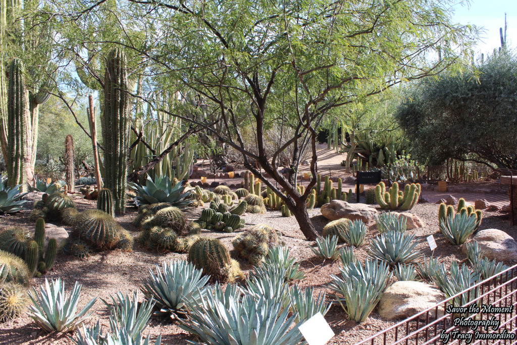 Desert Terrace Garden Trail