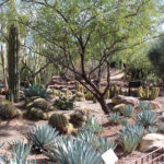 Desert Terrace Garden Trail