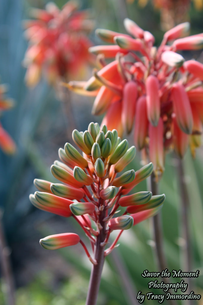 Aloe in Bloom