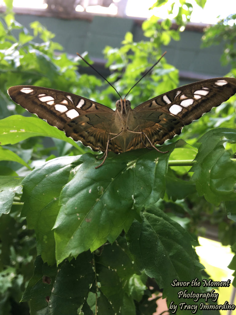 Blue Clipper Butterfly