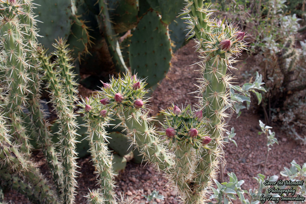 A Cholla Cacti Getting Ready to Bloom