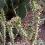 A Cholla Cacti Getting Ready to Bloom