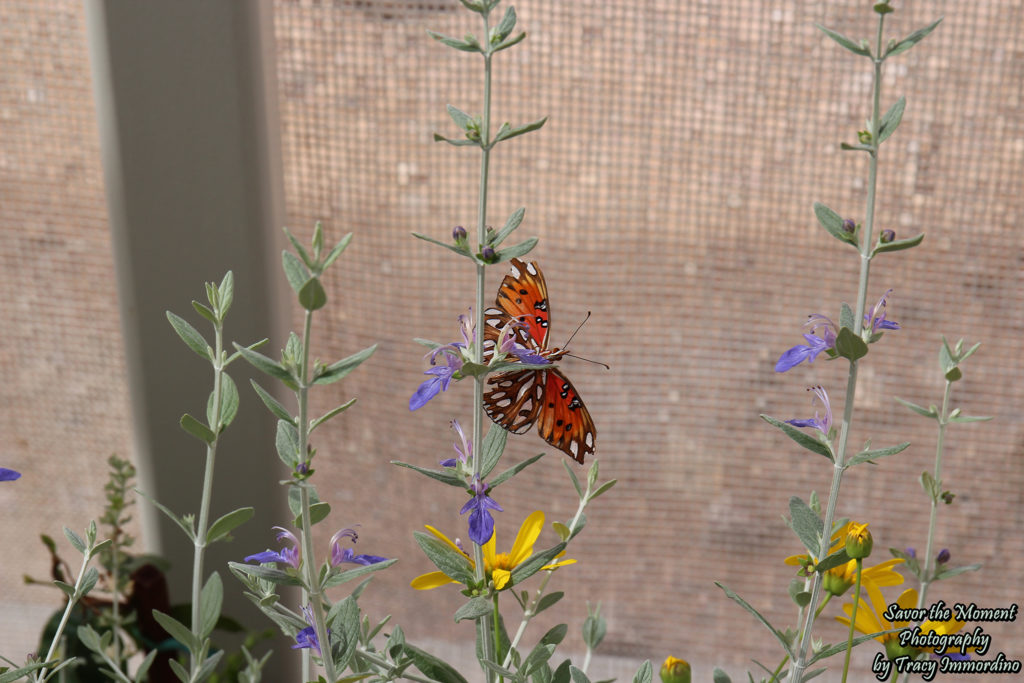 Gulf fritillary