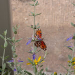 Gulf fritillary