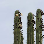 Saguaro Beginning to Bloom