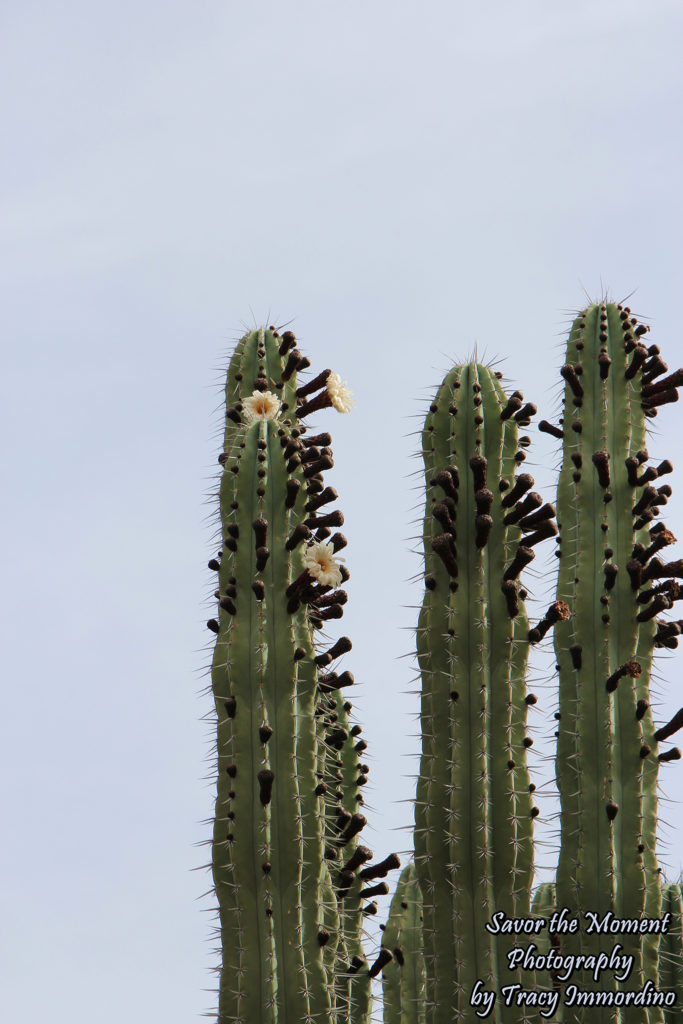 Saguaro Beginning to Bloom